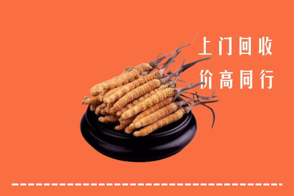 附近收购：宜良冬虫夏草回收多少钱每克